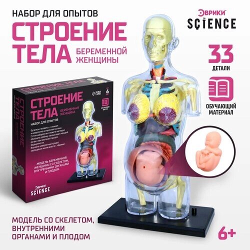 Набор для опытов Эврики «Строение тела», Анатомия для детей, беременная женщина от компании М.Видео - фото 1