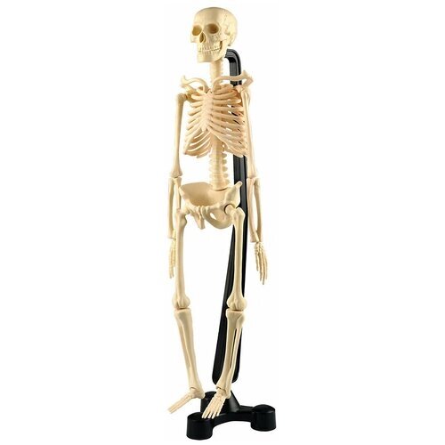 Набор Edu Toys Mini-Skeleton (SK046), бежевый от компании М.Видео - фото 1