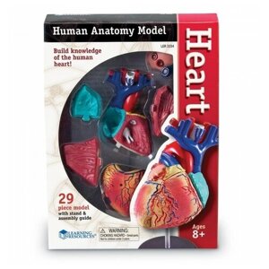 Набор Learning Resources Анатомия человека. Сердце