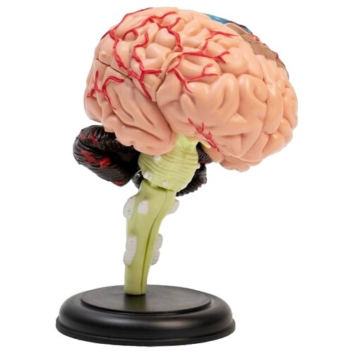 Набор Сима-ленд Мозг человека, разноцветный от компании М.Видео - фото 1