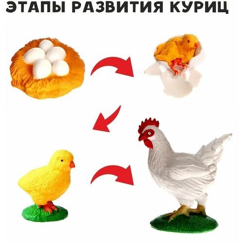 Обучающий набор "Этапы развития куриц", 4 фигурки от компании М.Видео - фото 1