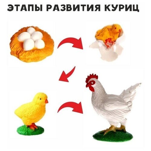 Обучающий набор «Этапы развития куриц» 4 фигурки от компании М.Видео - фото 1