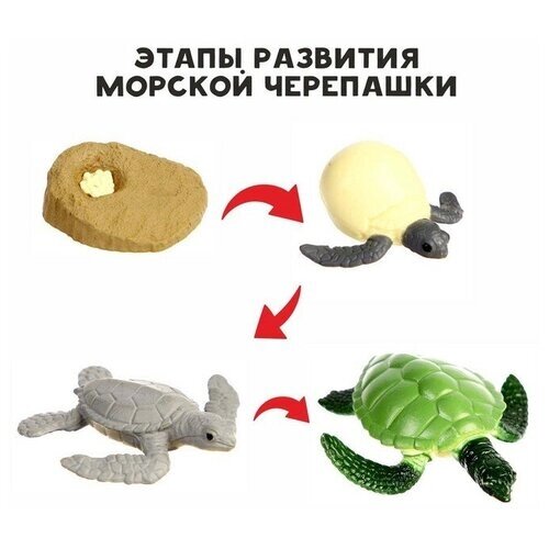Обучающий набор «Этапы развития морской черепашки» 4 фигурки от компании М.Видео - фото 1