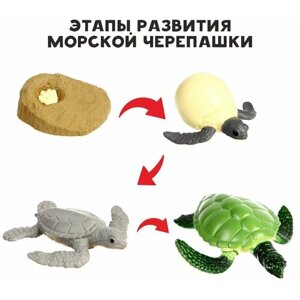 Обучающий набор "Этапы развития морской черепашки", 4 фигурки