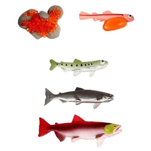 Обучающий набор «Этапы развития рыбки» 5 фигурок от компании М.Видео - фото 1