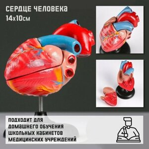 Макет Сердце человека 14*10см в Москве от компании М.Видео