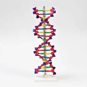 Макет "Строение молекулы ДНК", 45см в Москве от компании М.Видео