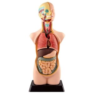 Набор Edu Toys Human Anatomy Model (MK050) в Москве от компании М.Видео