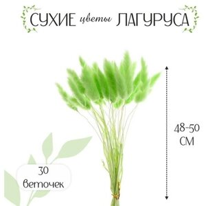 Сухие цветы лагуруса, набор 30 шт, цвет зелeный в Москве от компании М.Видео
