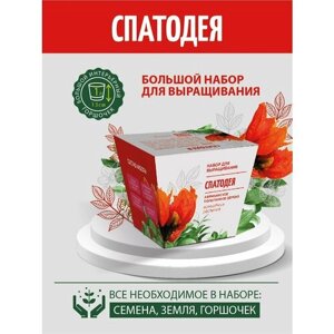 Набор для выращивания "Комнатные растения. Спатодея" в Москве от компании М.Видео