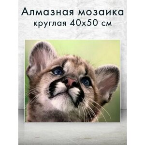 Алмазная мозаика (круглая) Малыш пума 40х50 см в Москве от компании М.Видео