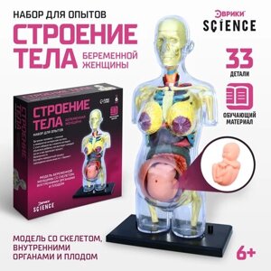 Набор для опытов Эврики «Строение тела», Анатомия для детей, беременная женщина в Москве от компании М.Видео