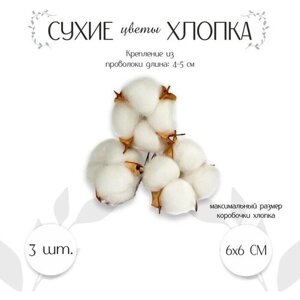 Сухие цветы хлопка, набор 3 шт, размер 1 шт. 6  6 см, цвет белый в Москве от компании М.Видео