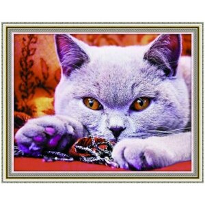 Алмазная мозаика на подрамнике 40х50 Британская короткошёрстная кошка / Картина стразами в Москве от компании М.Видео