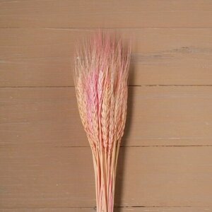 Сухой колос пшеницы, набор 50 шт, цвет розовый