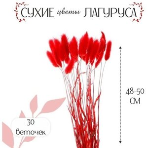 Сухие цветы лагуруса, набор 30 шт, цвет красный в Москве от компании М.Видео