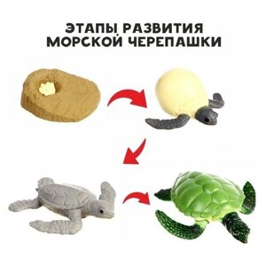 Обучающий набор «Этапы развития морской черепашки» 4 фигурки в Москве от компании М.Видео