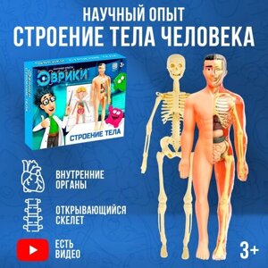 Научный опыт Эврики "Строение тела человека", анатомия для детей в Москве от компании М.Видео