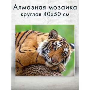 Алмазная мозаика (круглая) Тигр на отдыхе 40х50 см в Москве от компании М.Видео