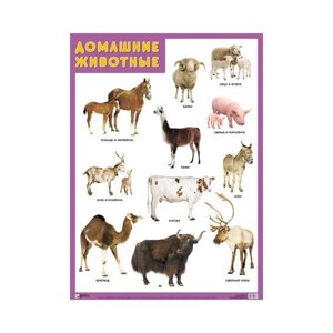 Плакат Мозаика-Синтез Домашние животные