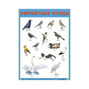 Плакат Мозаика-Синтез Перелетные птицы, 5 шт.
