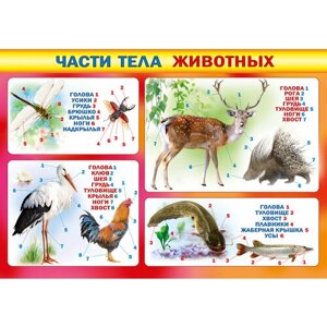 Плакат обучающий А2 части тела животных
