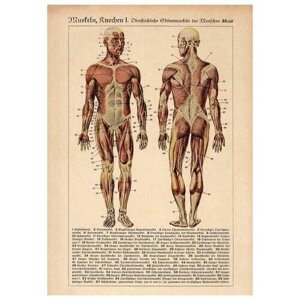 Плакат, постер на бумаге анатомический, медицинский принт. Строение человека. Мышечная система. Размер 42 х 60 см