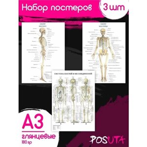 Постеры анатомия человека, мышцы. Плакаты для медиков
