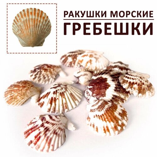 Ракушки морские гребешки для декора размер 3-5 см, набор ракушек 100 гр от компании М.Видео - фото 1