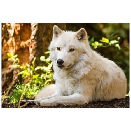 Рыжий кот набор алмазной мозаики Белый волк (ACA033), 30х40 см от компании М.Видео - фото 1