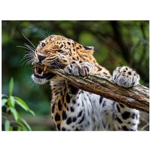 Рыжий кот Набор алмазной вышивки Свирепый леопард (FW-002) 40х30 см