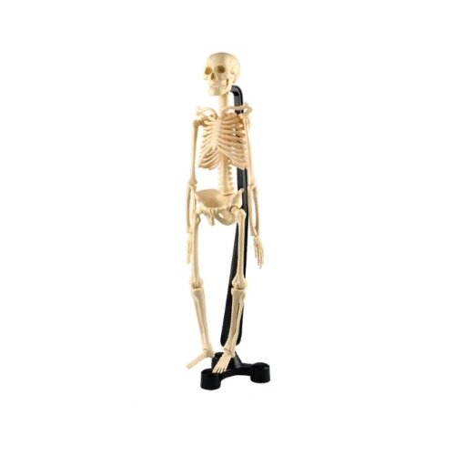 Сборная модель скелета EDU-TOYS SK038 от компании М.Видео - фото 1