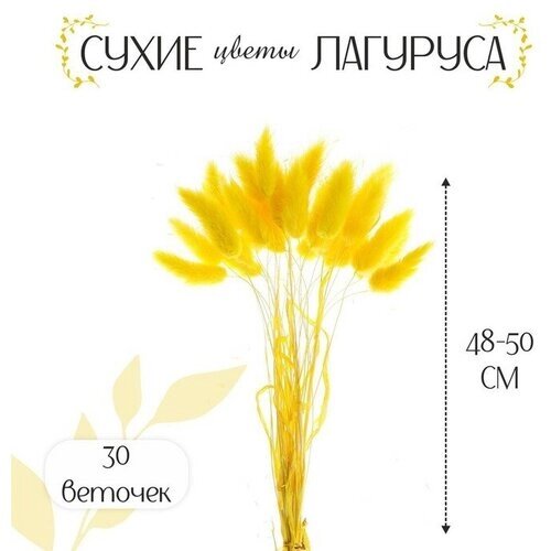 Сухие цветы лагуруса, набор 30 шт, цвет жeлтый от компании М.Видео - фото 1
