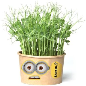 Зеленям Миньон (игрушка травянчик со съедобными гороховыми кудряшками) минисад - свежая зелень