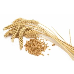 Балаирская пшеница свежий урожай 10 кг
