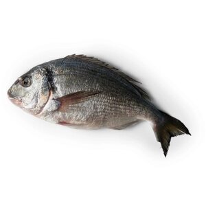 Дорадо (Морской Карась) рыба охлажденная, с головой, не потрошеная, 400/600 гр, 1 штука
