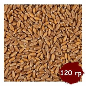 Пшеница для проращивания (кубанская), витграсс, здоровое питание, Вегетарианский продукт, Vegan 120 гр