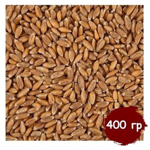 Пшеница для проращивания (кубанская), витграсс, здоровое питание, Вегетарианский продукт, Vegan 400 гр