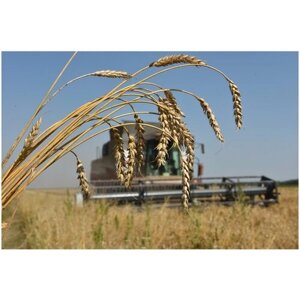 Пшеница свежее зерно в мешке 20кг не шлифованная Эко продукт для проращивания и пивоварения