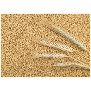Пшеница свежее зерно в мешке 5кг не шлифованная Эко продукт для проращивания и пивоварения