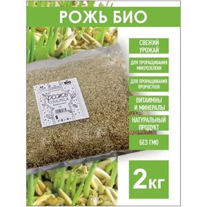 Рожь Озимая Семена ржи БИО, 2 кг. для проращивания микрозелени, проростков