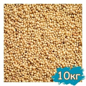 Семена амаранта 10 000 гр, 10 кг, пищевое зерно для проращивания, крупа для варки и заваривания, суперфуд для еды, амарант