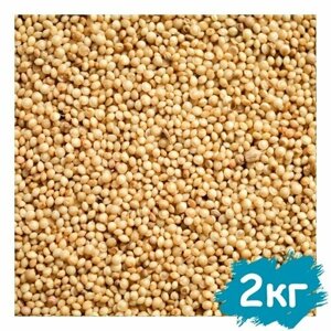 Семена амаранта 2 000 гр, 2 кг, пищевое зерно для проращивания, крупа для варки и заваривания, суперфуд для еды, амарант