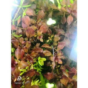 Аквариумное растение Людвигия супер красная Ludwigia sp Super Red 5 веточек 7-10см