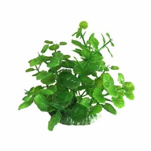 Аквариумное растение Rabizy кустик 7х12 см