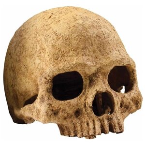 Череп для террариума Exo Terra Primate Skull