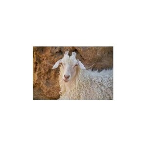 Добавка Кормовая: Донской Кормовой Баланс "овцы и козы" с хвойным концентратом, 1 литр
