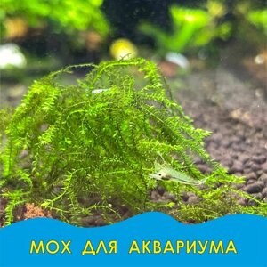 Мох для аквариума/ живое аквариумное растение