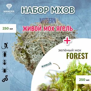 Набор для террариума MANGRA exotic: Мох живой Nothern (ягель) + Мох живой Forest зеленый, из Сибирской тайги, по 250 мл