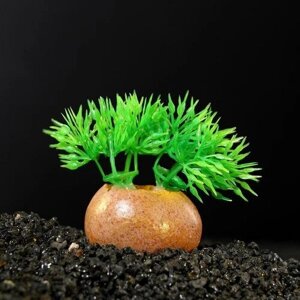 Пижон Аква Растение искусственное аквариумное на камне, 5 x 4 x 7 см